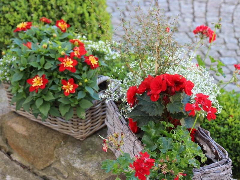 blumen